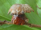 Vieille galle  d' Andricus dentimitratus photo 2