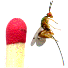 Hym&eacute;nopt&egrave;re parasite de Cynips