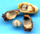 larves d'Andricus fecondatrix