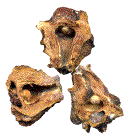 galle ouverte avec "cocon" en place