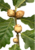galles d'andricus fecundatrix