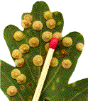 galles de Neuroterus quercusbaccarum
