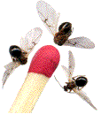adultes de Cynips longiventris