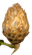 galle d'andricus fecundatrix (détail)