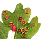 autres galles lenticulaires