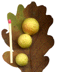 autre type de galle foliaire (sur nervures)