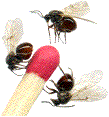 adultes d'Andricus fecondatrix