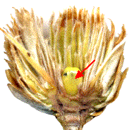 galle d'andricus fecundatrix ouverte, avec capsule larvaire