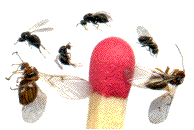 cynips (adultes) de galles lenticulaies