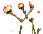 galles avant d&eacute;bourrage des bourgeons