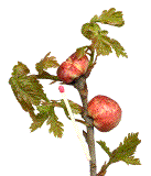 galles apr&egrave;s d&eacute;bourrage des bourgeons