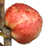 détail d'une galle "juvénile" de Biorhiza pallida