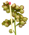 grappe de galles sur tout petit plande ch&ecirc;ne