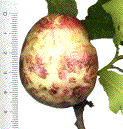 très grosse "pomme de chêne" (5 cm!)