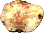 coupe sagittale d'une galle de Biorhiza pallida