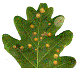 galles de Neuroterus quercusbaccarum