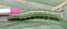 chenille d' H. gallii au stade 3 (photo 5)