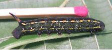 chenille d' H. gallii au stade 4 (photo 7)