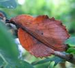 "Feuille morte" au repos