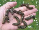 chenilles de Gastropacha &agrave; mi-d&eacute;veloppement