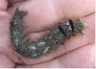 chenille de Gastropacha en main 