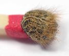 capsule céphalique de chenille de Gastropacha