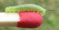 Sphinx gazé (Hemaris fuciformis) chenille stade 2, photo 4.