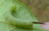 Sphinx gazé (Hemaris fuciformis) chenille stade 2, photo 7.