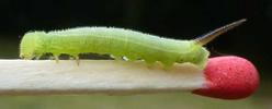 Sphinx gazé (Hemaris fuciformis)  chenille  stade 3, photo 3.