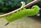 Sphinx gaz&eacute; (Hemaris fuciformis)  chenille  en fin de d&eacute;veloppement, photo 2.