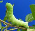 Sphinx gaz&eacute; (Hemaris fuciformis)  chenille  en fin de d&eacute;veloppement, photo 3.