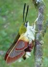 Sphinx gaz&eacute; (Hemaris fuciformis)  adulte venant d'&eacute;clore, photo 1.