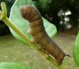 Sphinx gazé (Hemaris fuciformis)  chenille  en prénymphose, photo 1.