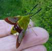 Sphinx gaz&eacute; (Hemaris fuciformis)  adulte venant d'&eacute;clore, en main.