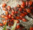 Gendarme ou Suisse (Pyrrhocoris apterus), groupe de larves "tout venant".