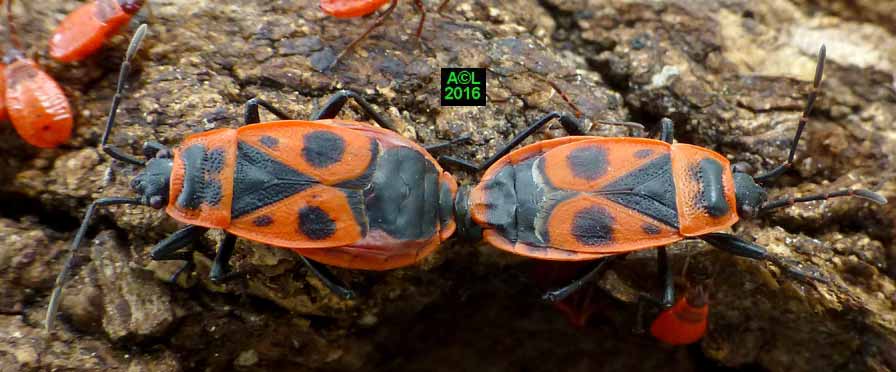 Le Gendarme Ou Suisse Pyrrhocoris Apterus Biologie Morphologie Et Developpement Le Gendarme Ou Suisse Pyrrhocoris Apterus Biologie Morphologie Et Developpement