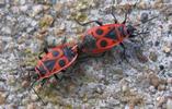 "gendarmes" (pyrrhocoris apterus)n accouplement, photo2.