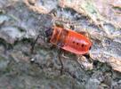 "gendarmes" (pyrrhocoris apterus), très jeune larve.