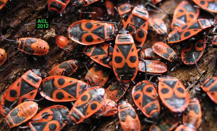Le Gendarme Ou Suisse Pyrrhocoris Apterus Biologie Morphologie Et Developpement