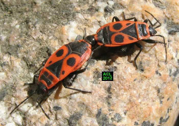 Le Gendarme Ou Suisse Pyrrhocoris Apterus Biologie Morphologie Et Developpement
