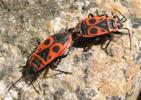 "gendarmes" (pyrrhocoris apterus)n accouplement, photo3.