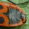 Gendarme ou Suisse  (Pyrrhocoris apterus),  femelle vue dorsale, photo 1.