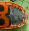 Gendarme ou Suisse  (Pyrrhocoris apterus),  femelle vue dorsale, photo 2.