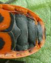 Gendarme ou Suisse  (Pyrrhocoris apterus),  femelle vue dorsale, photo 3.