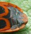 Gendarme ou Suisse  (Pyrrhocoris apterus),  m&acirc;le vue dorsale, photo 1.