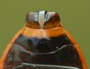 Gendarme ou Suisse  (Pyrrhocoris apterus),  femelle vue ventrale, photo 5.