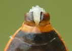 Gendarme ou Suisse  (Pyrrhocoris apterus),  femelle vue ventrale, photo 6.