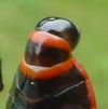Gendarme ou Suisse  (Pyrrhocoris apterus),  "rotule p&eacute;nienne", vue ventrale, photo 1.