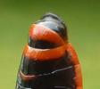 Gendarme ou Suisse  (Pyrrhocoris apterus),  "rotule p&eacute;nienne", vue ventrale, photo 2.