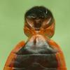 Gendarme ou Suisse (Pyrrhocoris apterus), "rotule pénienne", vue dorsale, photo 3.